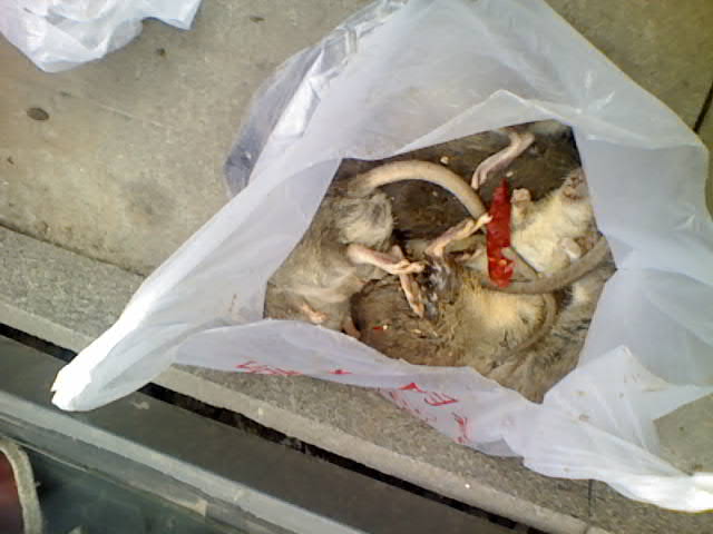 重慶石坪橋美食一條街特大鼠害！